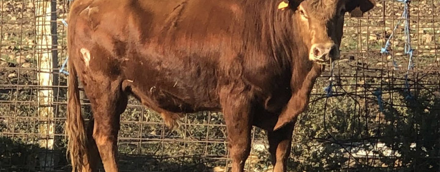 Se busca por tierra y aire un novillo en Vila-real