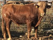 Se busca por tierra y aire un novillo en Vila-real