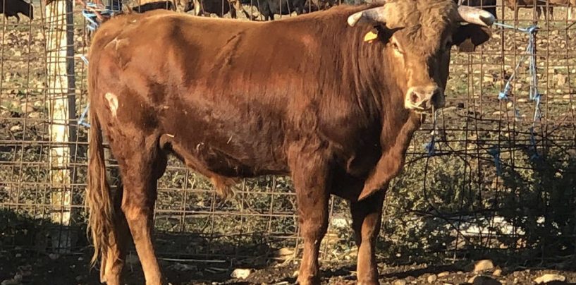 Se busca por tierra y aire un novillo en Vila-real